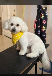 Lost Male Dog last seen University and center, Mesa, AZ 85201
