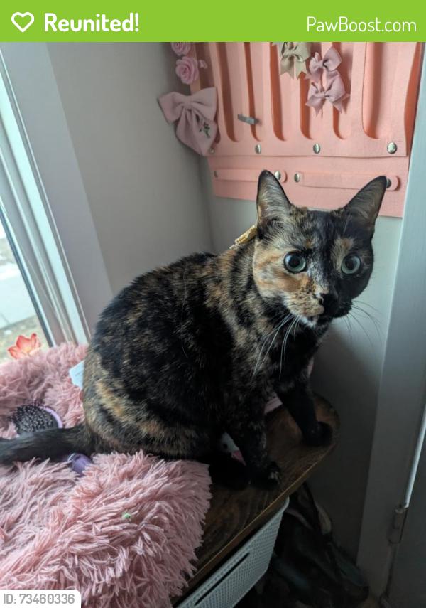 Reunited Female Cat last seen Near Bermuda Ln NW, Calgary, AB T3K 1H8, Canada, Calgary, AB T3K 1H8