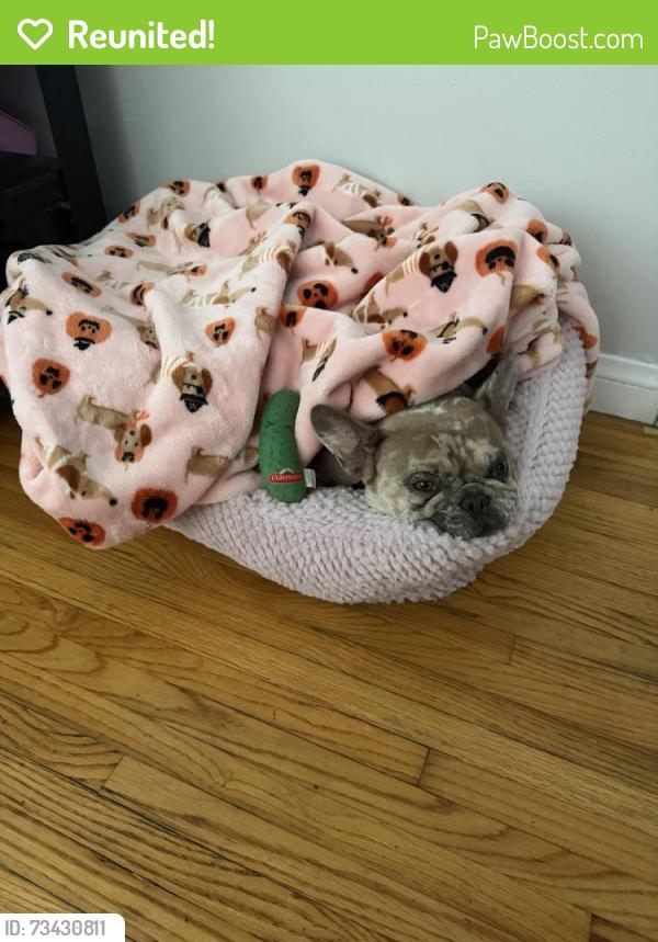 Reunited Female Dog last seen Utah Ave & Monroe Ave near Hollydale Park, South Gate, CA 90280