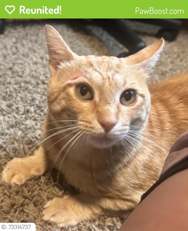 Reunited Male Cat last seen Edge rock rd/ Wynstone way, Rockton, IL 61072