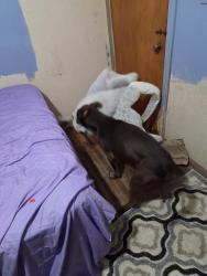 Reunited Male Dog last seen Douglas and nafzger park, Wichita, KS 67212