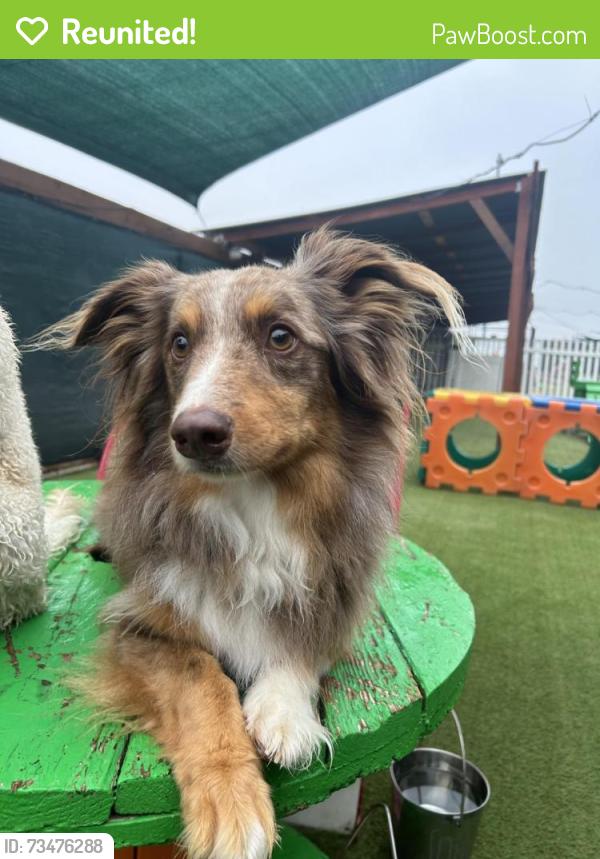 Reunited Male Dog last seen Del taco, Westminster, CA 92683