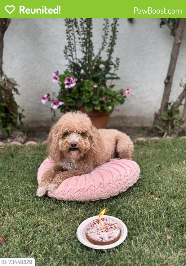 Reunited Female Dog last seen Lakewood and hardwick, Lakewood, CA 90712