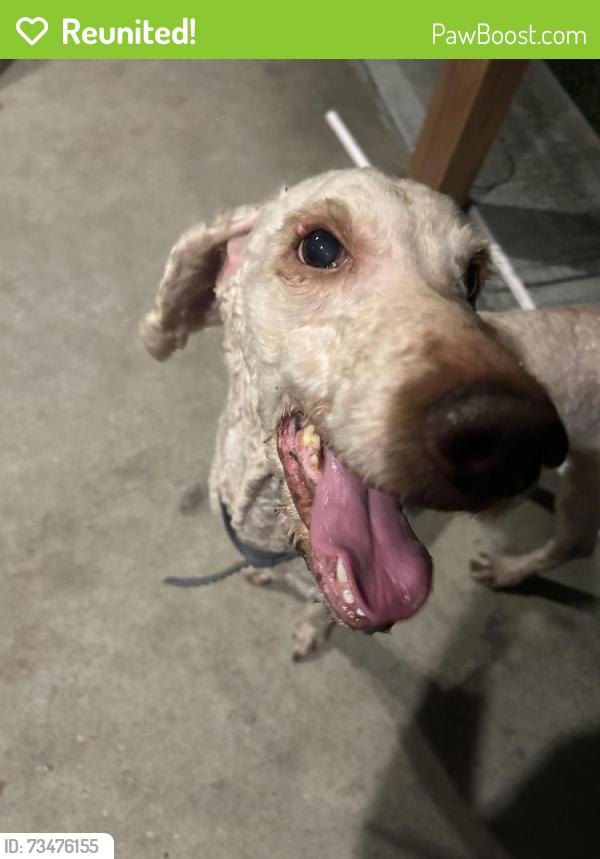 Reunited Male Dog last seen Riverstone Ranch, Houston, TX 77089