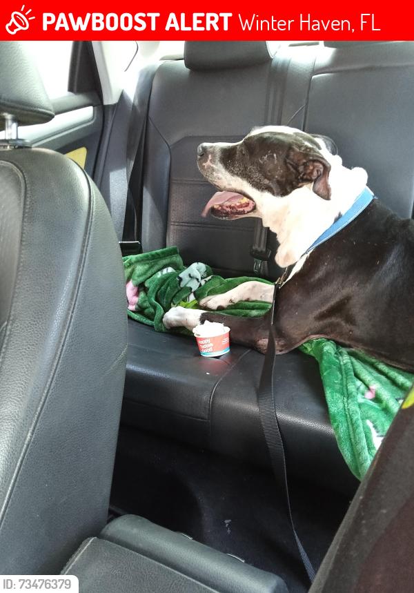 Lost Male Dog last seen Winter haven, Winter Haven, FL 33838