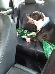 Lost Male Dog last seen Winter haven, Winter Haven, FL 33838