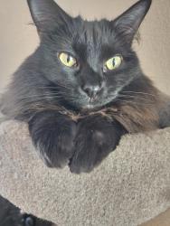 Lost Male Cat last seen Near Welby Road Terrace, Thornton, CO 80229