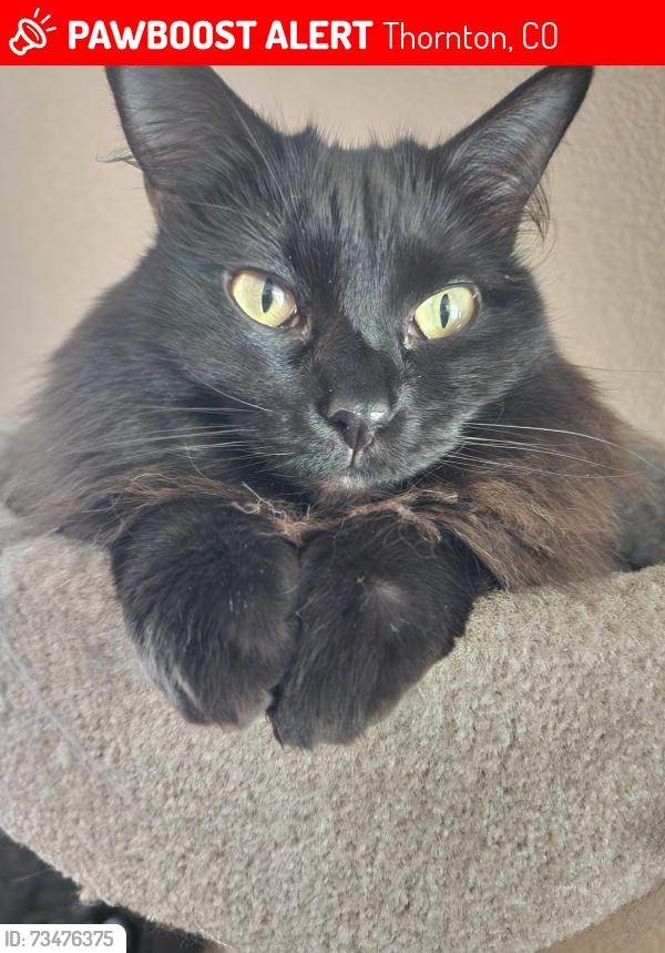 Lost Male Cat last seen Near Welby Road Terrace, Thornton, CO 80229