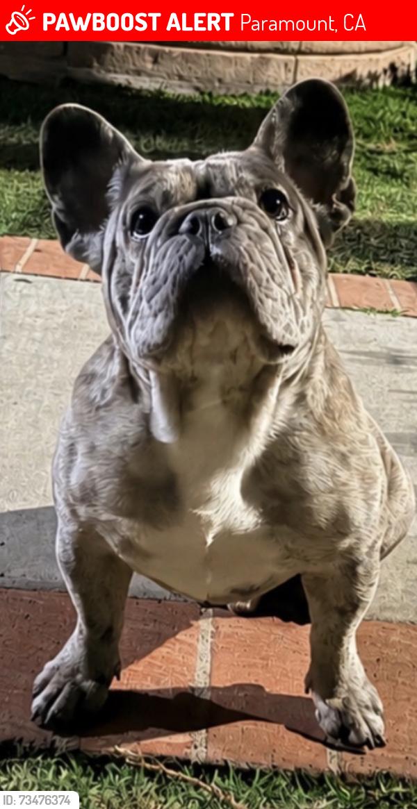 Lost Male Dog last seen Los Cerritos elementary in paramount, Paramount, CA 90723