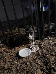 Found/Stray Unknown Cat last seen Magnolia Park in Anaheim (Katella / State College), Anaheim, CA 92805