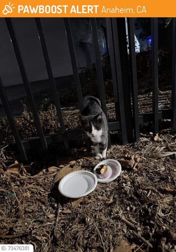 Found/Stray Unknown Cat last seen Magnolia Park in Anaheim (Katella / State College), Anaheim, CA 92805