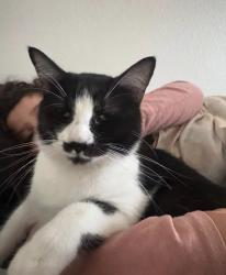 Lost Female Cat last seen Masters Elementary School, Converse, TX 78109
