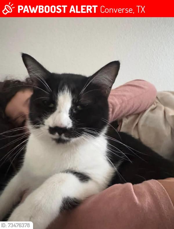 Lost Female Cat last seen Masters Elementary School, Converse, TX 78109