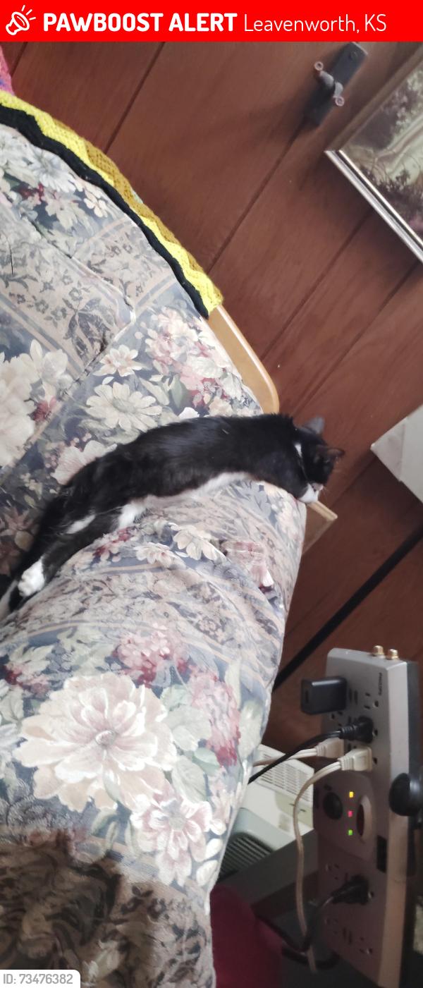 Lost Male Cat last seen Unknown, Leavenworth, KS 66048