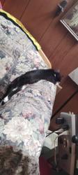 Lost Male Cat last seen Unknown, Leavenworth, KS 66048