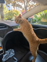 Lost Male Cat last seen 17th and 59th in Ballard, Seattle, WA 98107