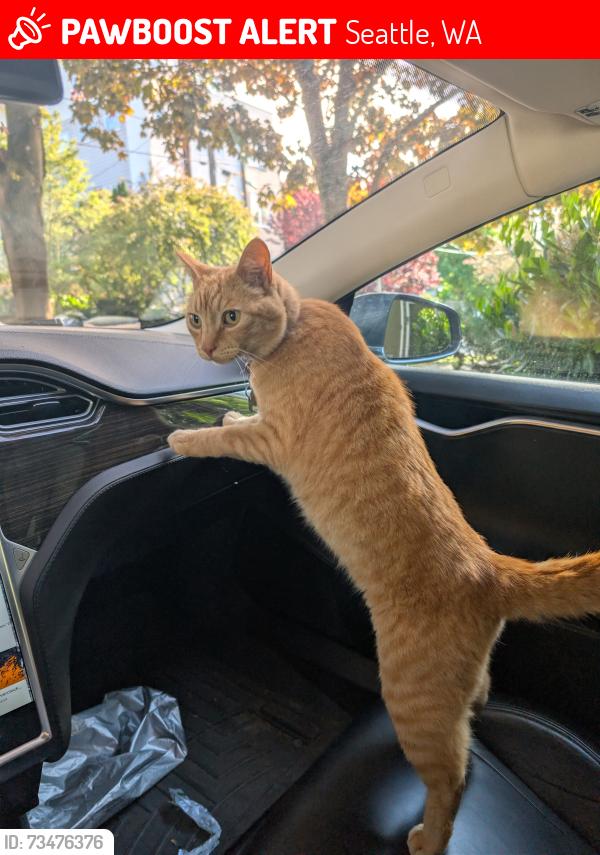 Lost Male Cat last seen 17th and 59th in Ballard, Seattle, WA 98107