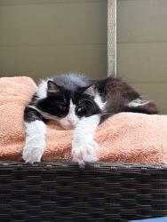 Reunited Female Cat last seen Buena Vista Ave., Alameda, CA 94501