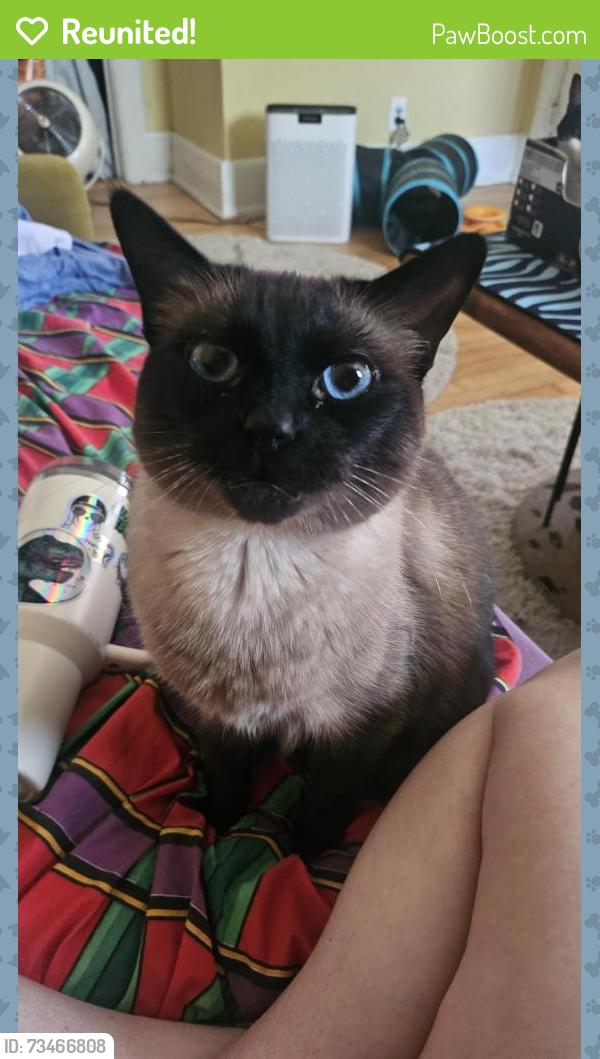 Reunited Female Cat last seen pierce and townsend, Milwaukee, WI 53212