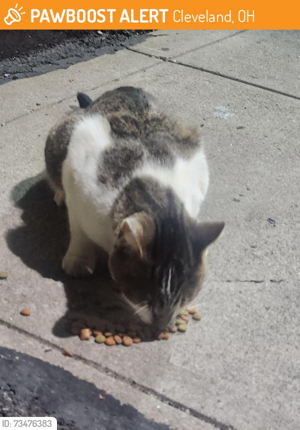 Found/Stray Unknown Cat last seen HP Gas Station, Cleveland, OH 44120