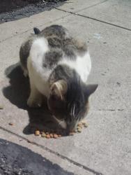 Found/Stray Unknown Cat last seen HP Gas Station, Cleveland, OH 44120