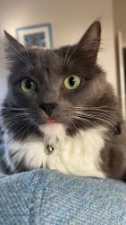 Lost Female Cat last seen Near norwood Avenue baldivis, Baldivis, WA 6171
