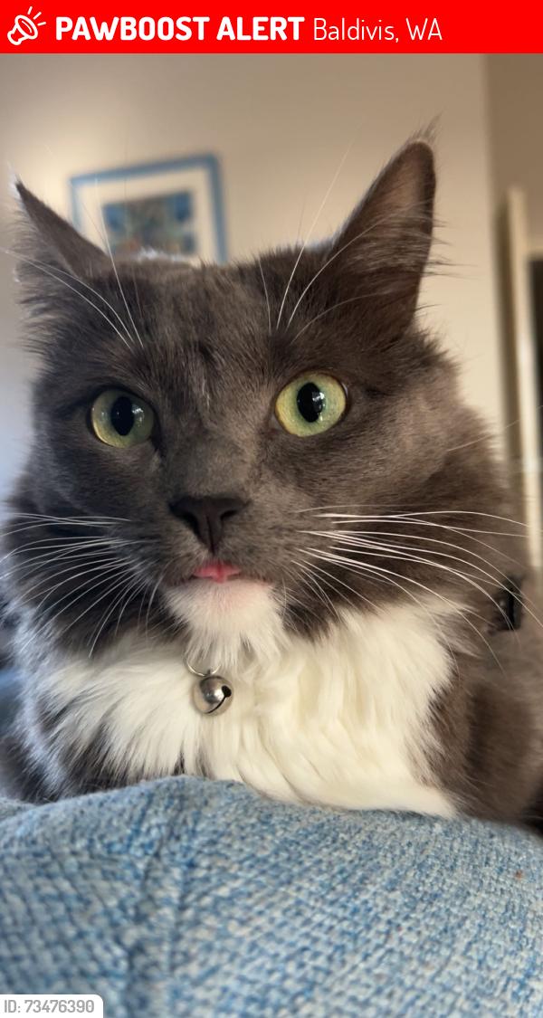 Lost Female Cat last seen Near norwood Avenue baldivis, Baldivis, WA 6171