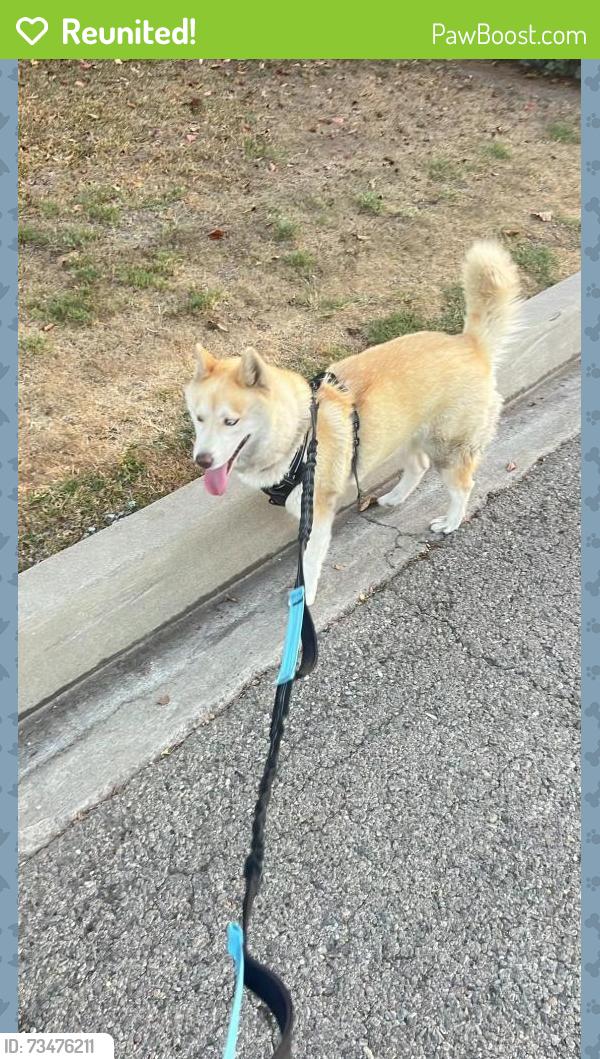 Reunited Female Dog last seen Near S Shasta St, West Covina, CA 91791, USA, West Covina, CA 91791