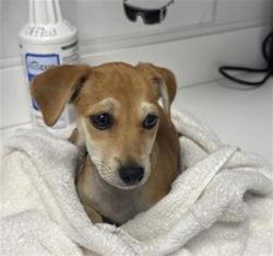 Shelter Stray Female Dog last seen Near BLOCK E MADISON AVE, FRESNO CA 93702, 5277 E Airways Blvd, Fresno, CA 93727, USA