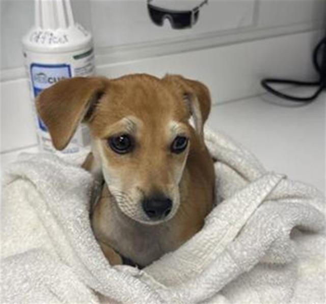 Shelter Stray Female Dog last seen Near BLOCK E MADISON AVE, FRESNO CA 93702, 5277 E Airways Blvd, Fresno, CA 93727, USA