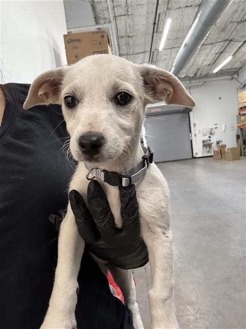 Shelter Stray Female Dog last seen Near BLOCK S CEDAR AVE, FRESNO CA 93702 4504, 5277 E Airways Blvd, Fresno, CA 93727, USA