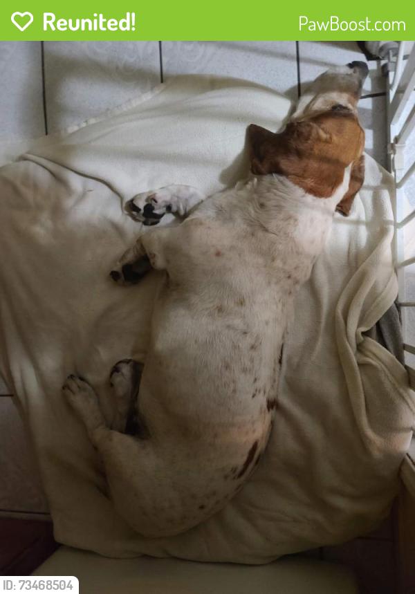 Reunited Male Dog last seen 104th st and Yukon ave, Inglewood, CA 90303