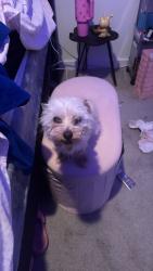 Reunited Male Dog last seen Yosemite and Oxford Dr, Denver, CO 80237