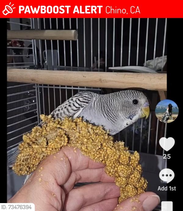 Lost Male Bird last seen Mountain Ave Pablo St., Chino, CA 91710