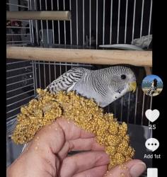 Lost Male Bird last seen Mountain Ave Pablo St., Chino, CA 91710