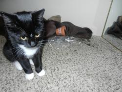 Lost Female Cat last seen The Vic, Greensboro, NC 27403