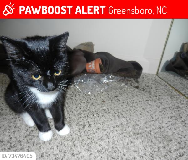 Lost Female Cat last seen The Vic, Greensboro, NC 27403