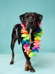 Shelter Stray Male Dog last seen Near M.L.K. Drive SW, Atlanta, GA, 1251 Fulton Industrial Blvd NW, Atlanta, GA 30336, USA