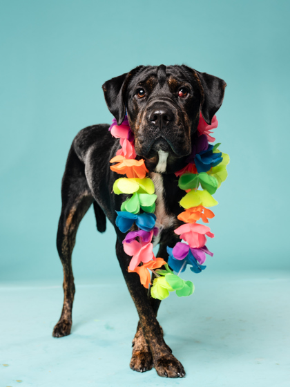 Shelter Stray Male Dog last seen Near M.L.K. Drive SW, Atlanta, GA, 1251 Fulton Industrial Blvd NW, Atlanta, GA 30336, USA