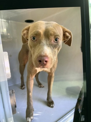 Shelter Stray Female Dog last seen Near LAKEWOOD AVE SW, Atlanta, GA, 1251 Fulton Industrial Blvd NW, Atlanta, GA 30336, USA