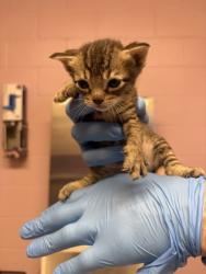 Shelter Stray Female Cat last seen Near West Whatley, White Oak, City of, TX, 303 H G Mosley Pkwy, Longview, TX 75604, USA
