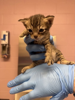 Shelter Stray Female Cat last seen Near West Whatley, White Oak, City of, TX, 303 H G Mosley Pkwy, Longview, TX 75604, USA