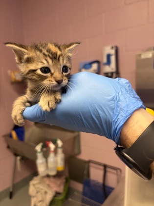 Shelter Stray Female Cat last seen Near West Whatley, White Oak, City of, TX, 303 H G Mosley Pkwy, Longview, TX 75604, USA