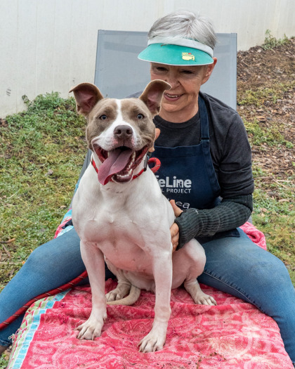 Shelter Stray Female Dog last seen Near McAfee Rd Decatur, Georgia 30032, 30032, GA, 3280 Chamblee Dunwoody Rd, Chamblee, GA 30341, USA