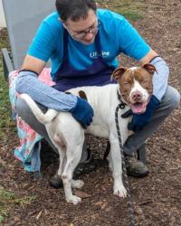 Shelter Stray Male Dog last seen , 30341, GA, 3280 Chamblee Dunwoody Rd, Chamblee, GA 30341, USA