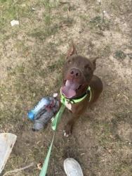 Shelter Stray Male Dog last seen Near Chupp Road, 30058, GA, 3280 Chamblee Dunwoody Rd, Chamblee, GA 30341, USA