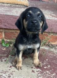Shelter Stray Female Dog last seen Near Chamblee Tucker Rd Atlanta GA 30341, 30341, GA, 3280 Chamblee Dunwoody Rd, Chamblee, GA 30341, USA