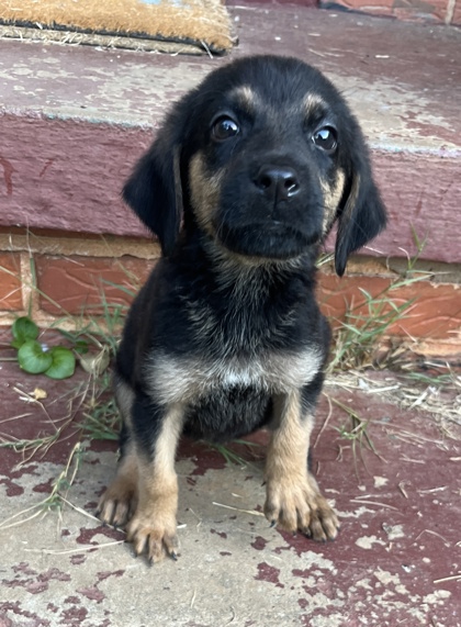 Shelter Stray Female Dog last seen Near Chamblee Tucker Rd Atlanta GA 30341, 30341, GA, 3280 Chamblee Dunwoody Rd, Chamblee, GA 30341, USA