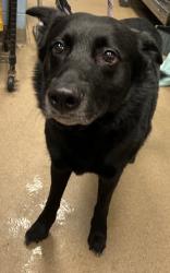 Shelter Stray Male Dog last seen Near Whitney Chase Stone Mtn GA 300878, 30088, GA, 3280 Chamblee Dunwoody Rd, Chamblee, GA 30341, USA