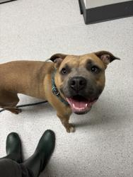 Shelter Stray Female Dog last seen Near 13th Ave, Oakland, CA, 1101 29th Ave, Oakland, CA 94601, USA